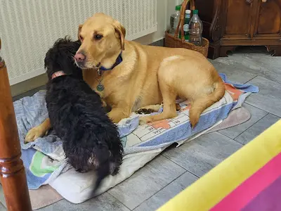 Zen Dog