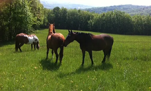 Ferme Equestre les Chênes