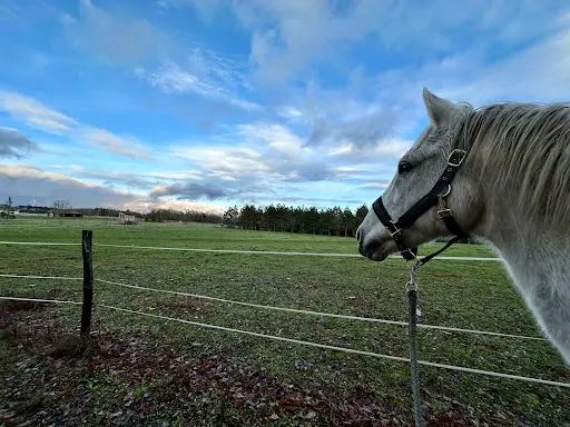 Haras des Mauritaines