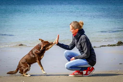 Auranimalis - Emilie - Educateur Canin - Comportementaliste Chien/chat - Spécialiste de la Relation Humain/animal