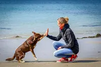 Auranimalis - Emilie - Educateur Canin - Comportementaliste Chien/chat - Spécialiste de la Relation Humain/animal