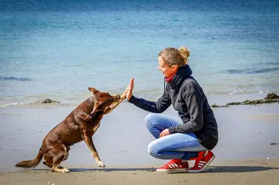 Auranimalis - Emilie - Educateur Canin - Comportementaliste Chien/chat - Spécialiste de la Relation Humain/animal