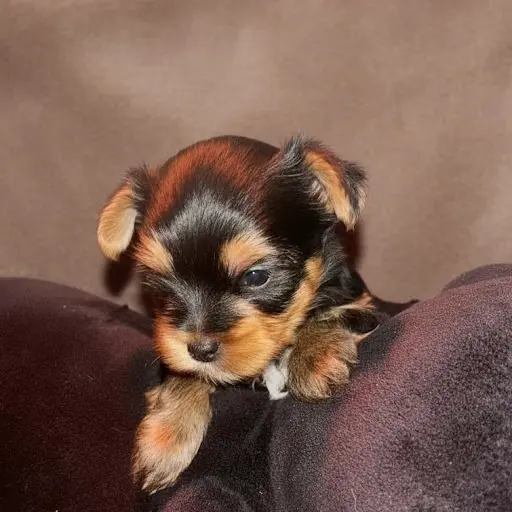Elevage de la Choupette Family (élevage de Yorkshire Terrier)