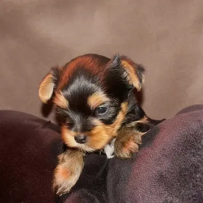 Elevage de la Choupette Family (élevage de Yorkshire Terrier)