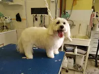 Au Bonheur du Chien