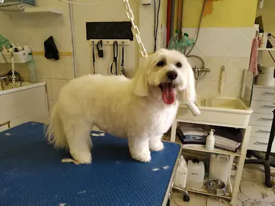 Au Bonheur du Chien