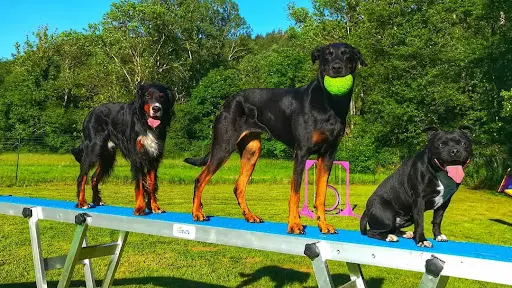 Éducation et Rééducation Canine Issoire