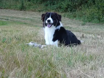 La Vallée des Loups Bleus