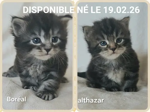 Chats Sibériens