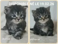 Chats Sibériens
