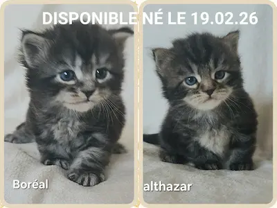 Chats Sibériens