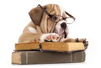 Éducateur-canin-istres-educ Alain et Pension Canine l'Eden des Maurettes