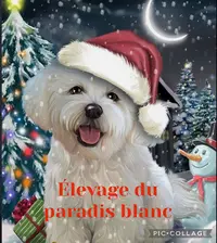 Elevage du Paradis Blanc/ Bichon Maltais