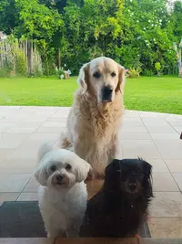 Dog Academy