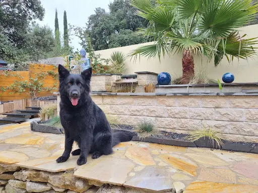 Chien Pathique - Toiletteur