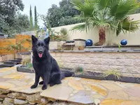 Chien Pathique - Toiletteur