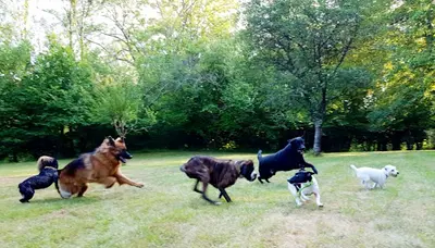 Le Domaine de Fides - Pension Familiale Pour Chien 78