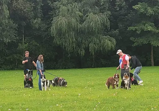 Educat Dogs & Co