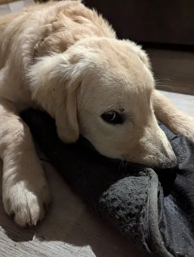 Elevage de Golden Retriever " la Bienveillante Mascotte " en Creuse