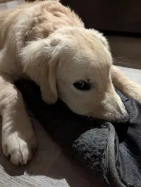 Elevage de Golden Retriever " la Bienveillante Mascotte " en Creuse