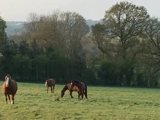 Haras des Bruyeres