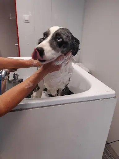 Snoupi Coupe