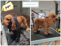Le Chien Beau T
