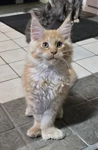 Chatterie du Maine Sauvage