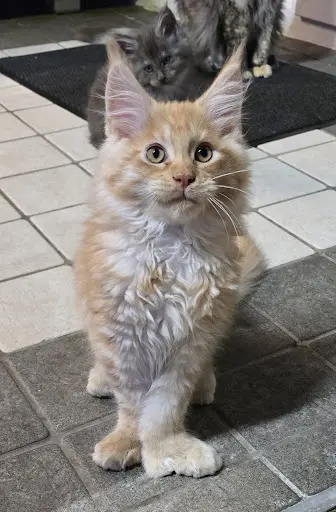 Chatterie du Maine Sauvage