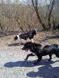 Cani Alpes