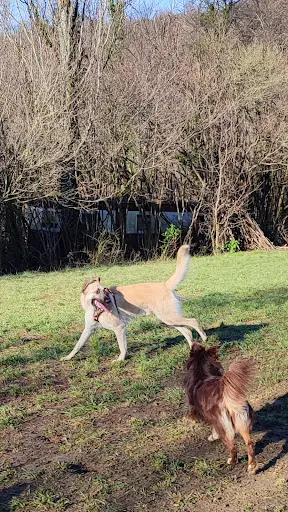 l'Accompagnement des Chiens