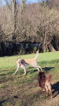 l'Accompagnement des Chiens