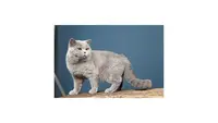 Chatterie de la Dent du Chat, Élevage de British Shorthair et Longhair en Savoie, Rhone Alpes, France