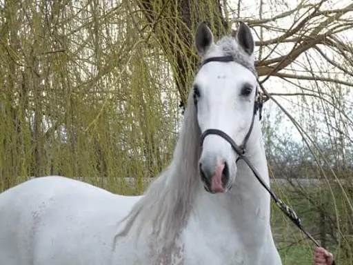 Ecurie du Nirvana