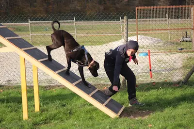 Louanges Canines - Éducateur Canin/comportementaliste -sports Canin