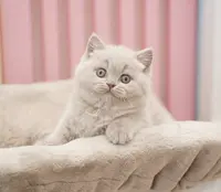 Chatterie du Panier Douillet : Élevage de Chatons British Shorthair & Longhair
