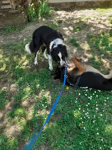 Des Maitres et des Chiens