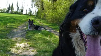 Duo de Chiens