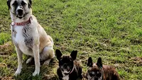 Ell Energy Dog