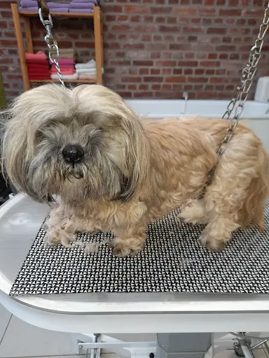 Toilettage Canin