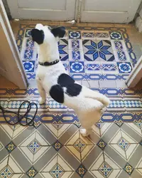 Toilettage Canin "jolie Truffe"
