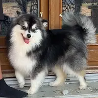 Starlight Pomsky