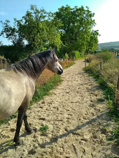 Les Poneys Plume