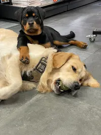 Elevage de Rottweiler, Breeder Of The Big Dog