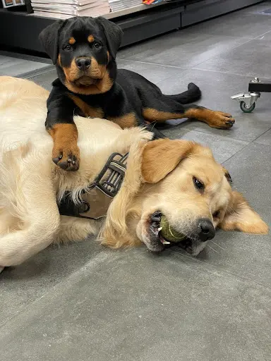 Elevage de Rottweiler, Breeder Of The Big Dog