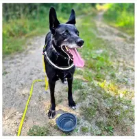 l'Entente A Croc - Education et Comportement Canin - Cours Collectifs - Mantrailing - Secteur Genevois Vuache -