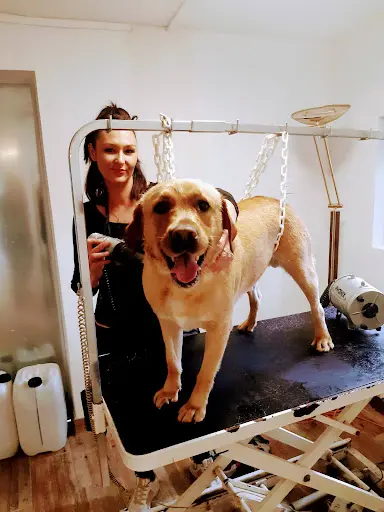 Artisan Toiletteur Chti S Dog Toilettage