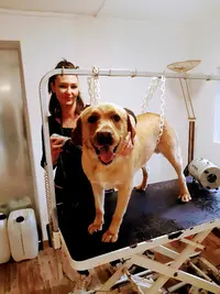 Artisan Toiletteur Chti S Dog Toilettage