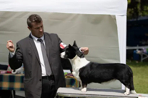 De la Légende de Jupiter : Élevage de Border Collie, Terre-neuve, Welsh Corgi Cardigan