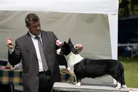 De la Légende de Jupiter : Élevage de Border Collie, Terre-neuve, Welsh Corgi Cardigan